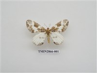 藏品(尺蛾592)的圖片